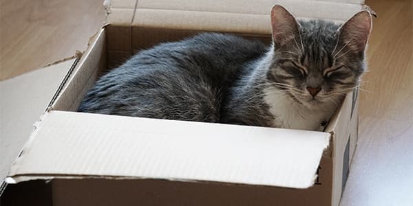 Kediler Kutuları Neden Sever?