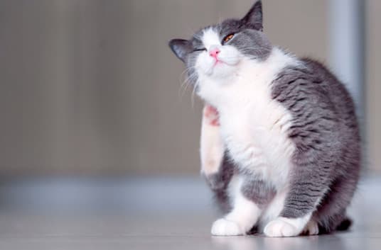 Kedilerde Deri Döküntüleri ve Alerji Problemleri