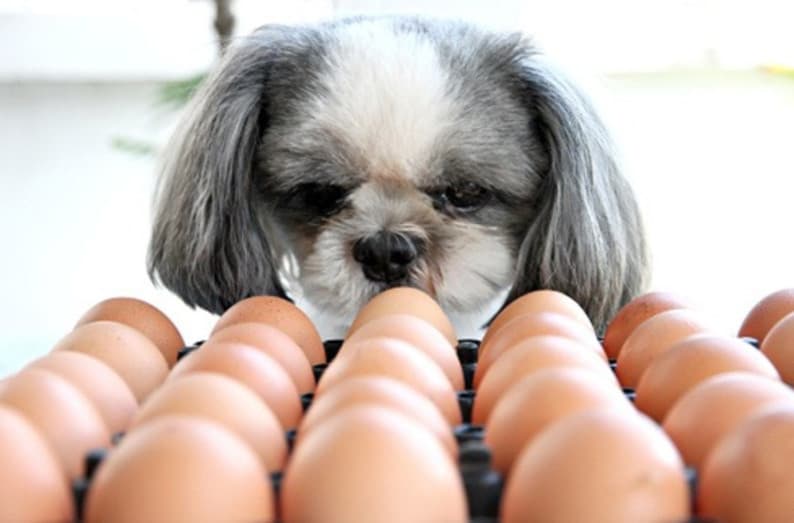 Köpeğinizin Tüketebileceği İnsan Yiyecekleri