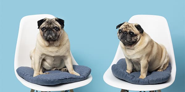 Köpeklerde Yıkanma ve Tımar