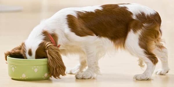 Küçük Irk Köpeklerde Diyet