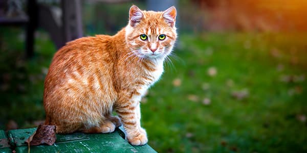Sokak Kedilerini Beslemenin Farklı Yöntemleri