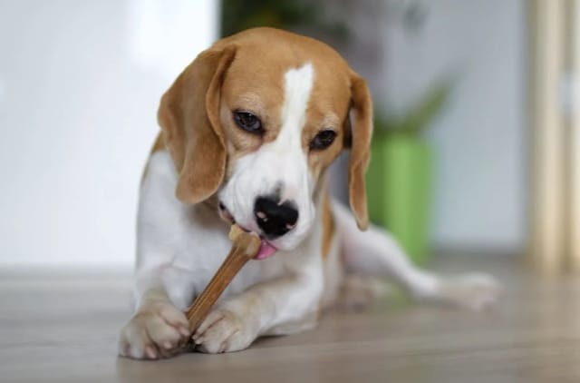 Köpek Çiğneme Kemiğinin Faydaları