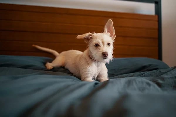 Köpeklerin Dişleri Fırçalanır mı?