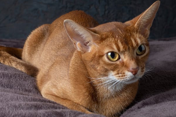 Chausie Kedisi Özellikleri, Bakımı, Beslenmesi ve Eğitimi