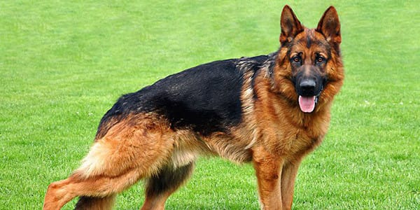 Alman Çoban Köpeği Özellikleri, Bakımı, Beslenmesi ve Eğitimi