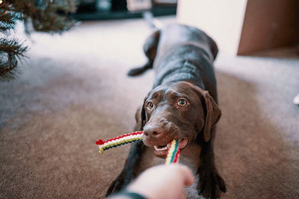 Köpeklerde Deri Ülserleri