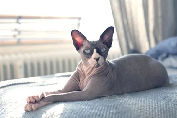 Kedi Irklarına Özel Beslenme