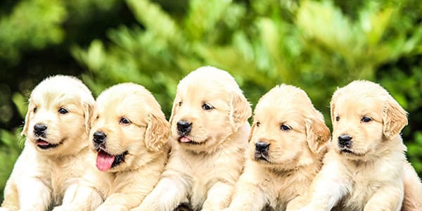 Yavru Köpeklerde İshal