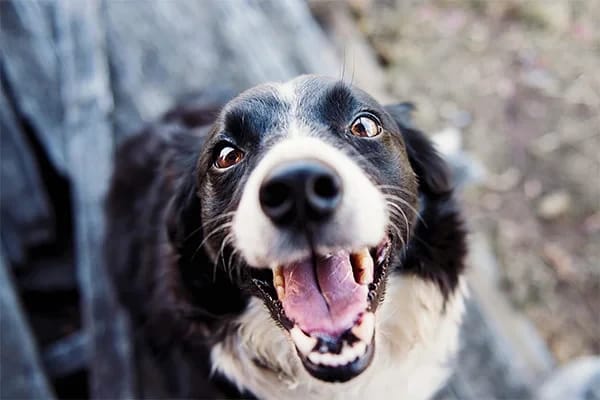 Çikolata Köpekler İçin Zehirli Midir?