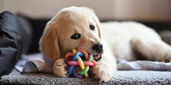 Köpekler İçin Tuvalet Eğitimi