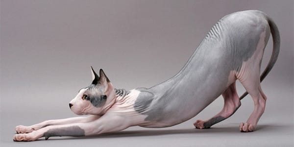 Sfenks Kedisi – Antik Mısır’ın Tüysüz Kedisi; Sphynx Özellikleri Beslenmesi ve Bakımı