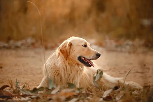 Köpeklerde Perianal Fistül