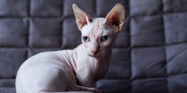 Eşsiz görünümlü bir kedi ırkı; Bambino