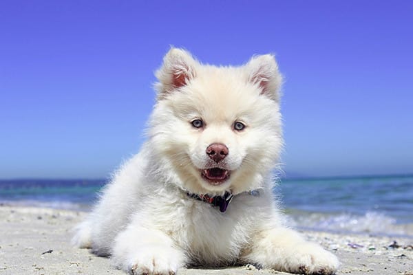 Köpek Obezitesi Nedir?