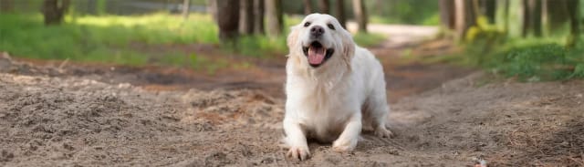 Büyük Irk Köpeklerde Beslenme: Sağlıklı ve Dengeli Bir Yaklaşım