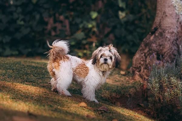 Süs Köpeği Olarak Bilinen Köpek Cinsleri