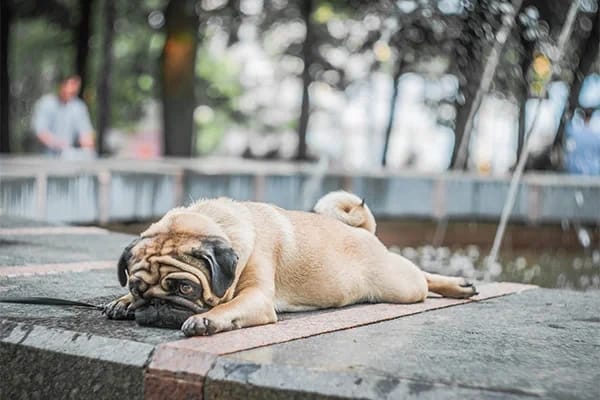 Yaz Aylarında Köpeklerle Seyahat