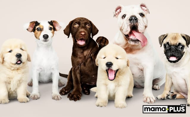 Küçük Köpek Irkları İçin Mama Tavsiyesi