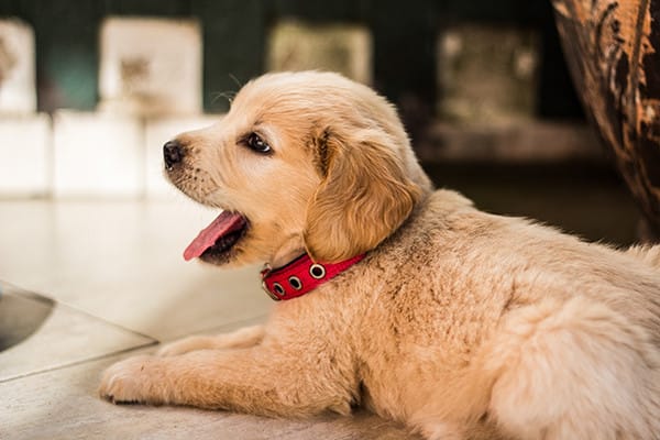 Köpeklerde Hipoglisemi Nedir?