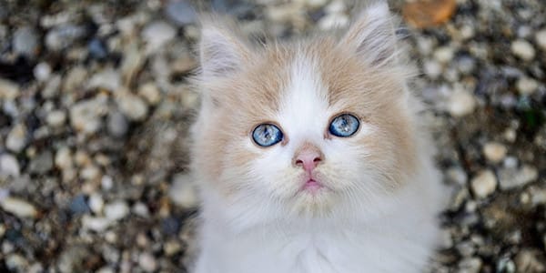 Kedi Mamalarında Lif Neden Önemlidir?