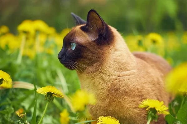 Kedi Beslenmesinde Yaş Mamanın Faydaları