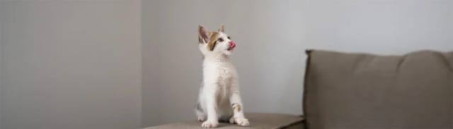 Kediler Neden Aynı Mamadan Sıkılır? Kedi Psikolojisi ve Beslenme