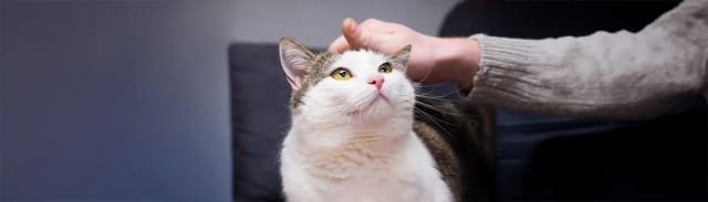 Duyarlı Mideli Kediler İçin Sindirimi Kolay Beslenme Önerileri