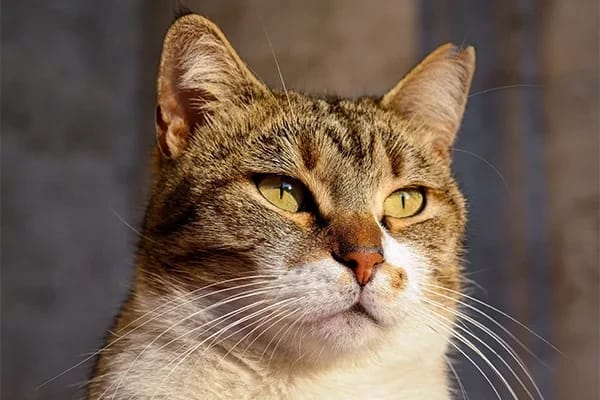 Kediler Yeni Mamaya Nasıl Alıştırılmalı?