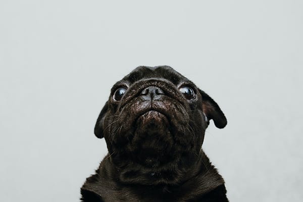 Köpeklerin Strese Girdiğini Nereden Anlarız?