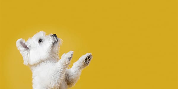 Köpeklerde Temel Beslenme İhtiyaçları