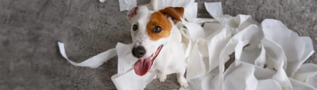Alerjik Köpeklerde Beslenme