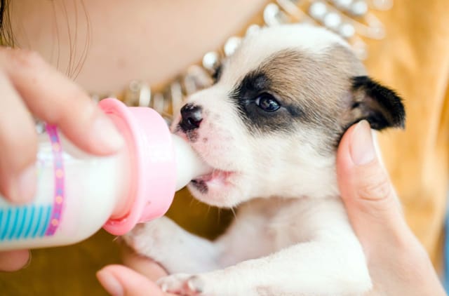 Yavru Köpekler Nasıl Beslenmeli?