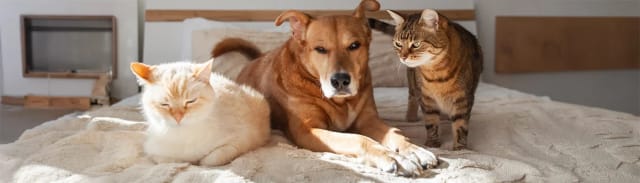 Kısırlaştırılmış Kedi/Köpeklerde İdeal Kiloyu Korumak: Neler Değişir?