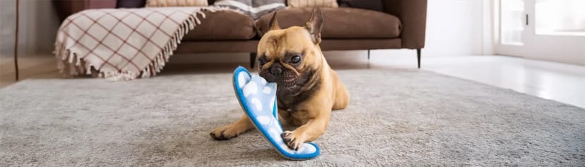 Yavru Köpeklerden Yetişkinliğe: Her Aşamaya Uygun Beslenme Rehberi