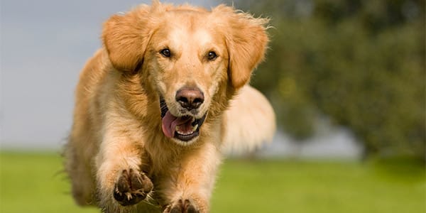Köpekler Neden Evden Kaçmaya Eğilimlidir?