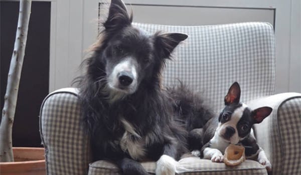 Küçük Irk Köpekler Neden Daha Uzun Yaşar?