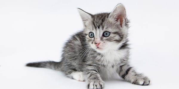 Yavru Kedi