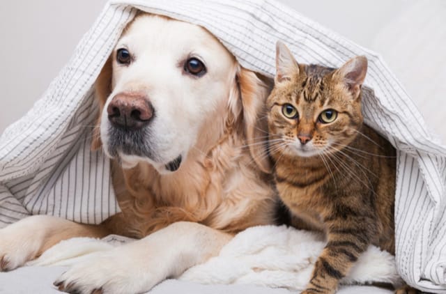 Köpekler İçin En İyi Kedi Irkları