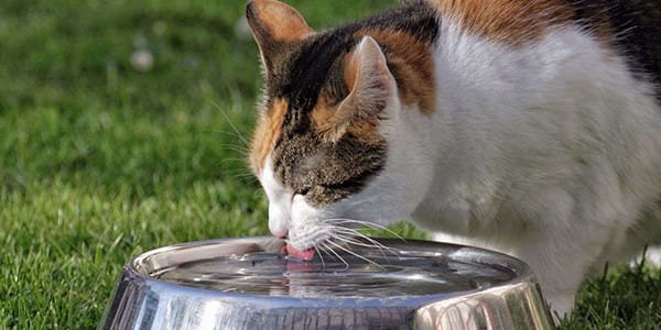 KEDİ SU KABI NASIL OLMALI?