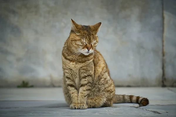 Kediler Güneş Yanığı Olabilir mi?
