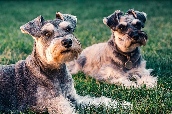 Köpekler İçin Zehirli Olan Ev Bitkileri