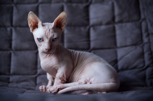 Bambino Kedi Irkı Özellikleri, Bakımı, Beslenmesi ve Eğitimi