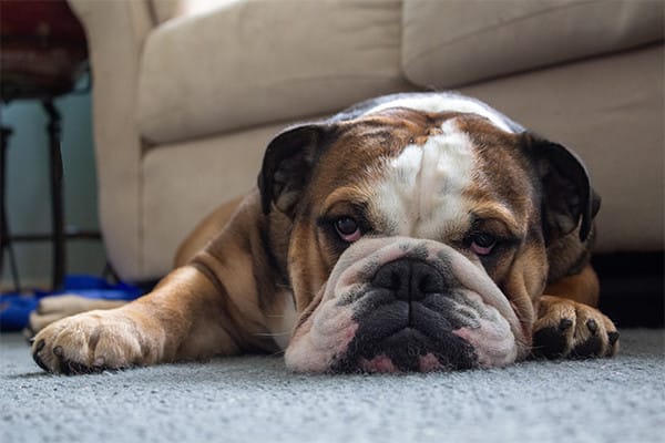 Bir Köpeğin Beden Dili Nasıl Okunur?