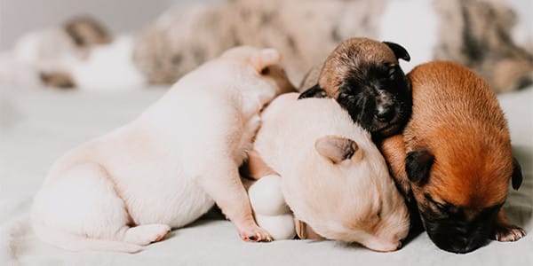Tosa Inu Köpek Irkı Özellikleri, Bakımı, Beslenmesi ve Eğitimi
