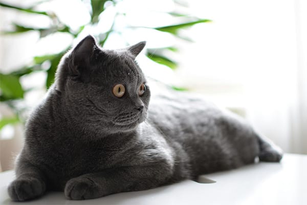 Oriental Shorthair Kedisi Özellikleri, Bakımı, Beslenmesi ve Eğitimi