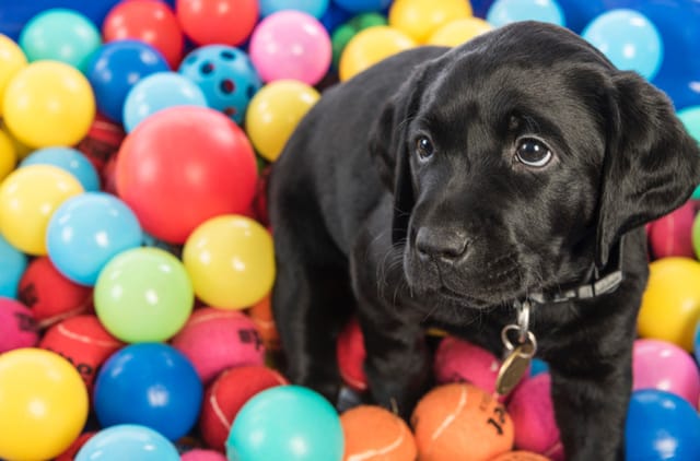Köpekler Gerçekten Renk Körü Mü?