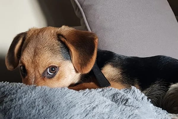 Köpeklerde Pododermatit