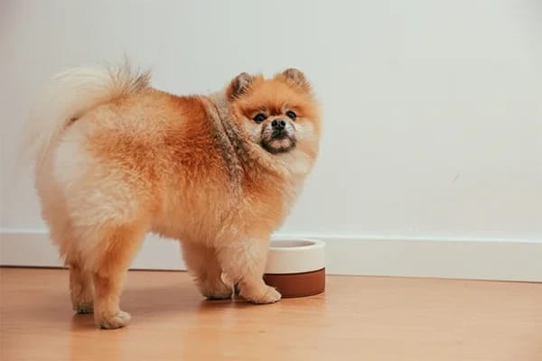 Küçük Irk Köpekler Nasıl Beslenmeli