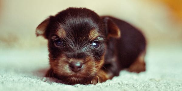 1-8 Haftalık Yavru Köpek Gelişimi